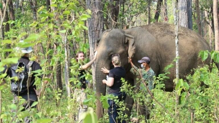 Vietnam Initiates Campaign to Enhance Tourists’ Awareness of the Ivory Trade.