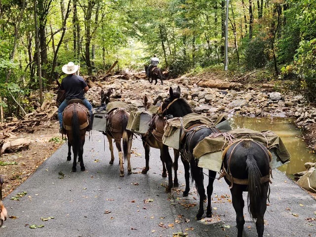 Mules Provide Crucial Aid After Hurricane Helene Damages Roads