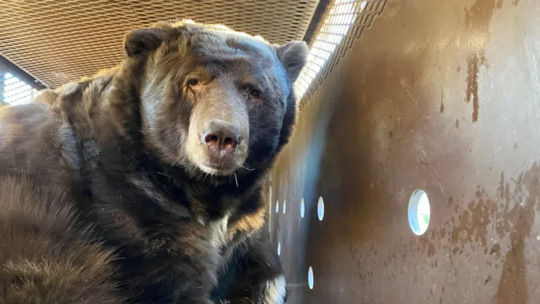 Unexpected Visitor: Bear Found Living Under Home After Eaton Fire in Altadena